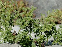 Asplenium ruta-muraria ssp. ruta-muraria 4, Muurvaren, Saxifraga-Jan van der Straaten