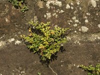 Asplenium ruta-muraria 1, Muurvaren, Saxifraga-Jan van der Straaten