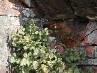 Asplenium ruta-muraria 13, Muurvaren, Saxifraga-Rutger Barendse