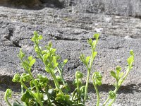 Asplenium ruta-muraria 14, Muurvaren, Saxifraga-Rutger Barendse