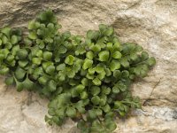 Asplenium ruta-muraria 17, Muurvaren, Saxifraga-Jan van der Straaten