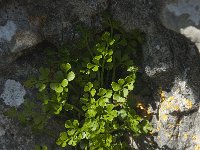 Asplenium ruta-muraria 18, Muurvaren, Saxifraga-Willem van Kruijsbergen