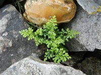 Asplenium ruta-muraria 19, Muurvaren, Saxifraga-Rutger Barendse