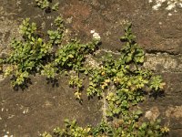 Asplenium ruta-muraria 2, Muurvaren, Saxifraga-Jan van der Straaten