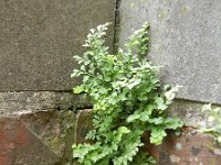 Asplenium ruta-muraria 20, Muurvaren, Saxifraga-Rutger Barendse