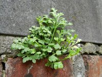 Asplenium ruta-muraria 21, Muurvaren, Saxifraga-Rutger Barendse