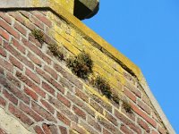 Asplenium ruta-muraria 22, Muurvaren, Saxifraga-Rutger Barendse