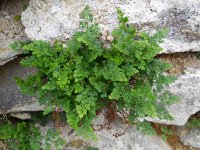 Asplenium ruta-muraria 24, Muurvaren, Saxifraga-Ed Stikvoort