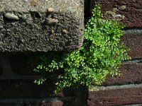 Asplenium ruta-muraria 25, Muurvaren, Saxifraga-Ed Stikvoort