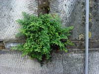 Asplenium ruta-muraria 26, Muurvaren, Saxifraga-Ed Stikvoort