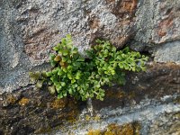 Asplenium ruta-muraria 28, Muurvaren, Saxifraga-Ed Stikvoort