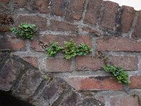 Asplenium ruta-muraria 29, Muurvaren, Saxifraga-Ed Stikvoort