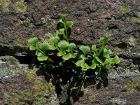 Asplenium ruta-muraria 30, Muurvaren, Saxifraga-Ed Stikvoort