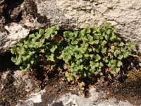 Asplenium ruta-muraria 31, Muurvaren, Saxifraga-Harry Jans  Asplenium ruta-muraria