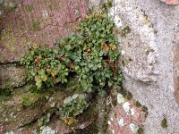 Asplenium ruta-muraria 5, Muurvaren, Saxifraga-Peter Meininger