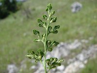 Asplenium ruta-muraria 6, Muurvaren, Saxifraga-Jasenka Topic