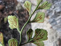 Asplenium ruta-muraria 7, Muurvaren, Saxifraga-Jasenka Topic