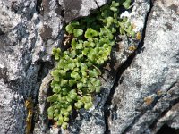 Asplenium ruta-muraria 9, Muurvaren, Saxifraga-Jasenka Topic