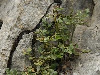 Asplenium ruta-muraria ssp dolomiticum 11, Saxifraga-Willem van Kruijsbergen