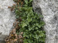 Asplenium ruta-muraria ssp dolomiticum 12, Saxifraga-Willem van Kruijsbergen