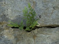 Asplenium ruta-muraria ssp dolomiticum 15, Saxifraga-Willem van Kruijsbergen