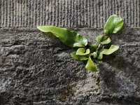 Asplenium scolopendrium 43, Tongvaren,, Saxifraga-Luuk Vermeer