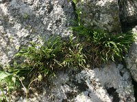 Asplenium septentrionale, Northern Spleenwort