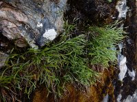 Asplenium septentrionale 14,Noordse streepvaren, Saxifraga-Ed Stikvoort