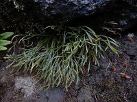 Asplenium septentrionale 16, Noordse streepvaren, Saxifraga-Ed Stikvoort