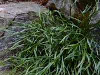 Asplenium septentrionale 18, Noordse streepvaren, Saxifraga-Ed Stikvoort