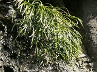 Asplenium septentrionale 20, Noordse streepvaren, Saxifraga-Hans Grotenhuis