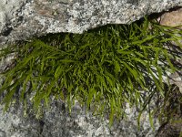 Asplenium septentrionale 10, Noordse streepvaren, Saxifraga-Willem van Kruijsbergen