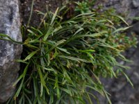 Asplenium septentrionale 11, Noordse streepvaren, Saxifraga-Ed Stikvoort