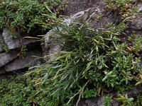 Asplenium septentrionale 13, Noordse streepvaren, Saxifraga-Ed Stikvoort