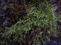 Asplenium septentrionale 15, Noordse streepvaren, Saxifraga-Ed Stikvoort