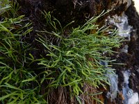 Asplenium septentrionale 17, Noordse streepvaren, Saxifraga-Ed Stikvoort