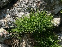 Asplenium septentrionale 2, Noordse streepvaren, Saxifraga-Dirk Hilbers