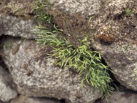 Asplenium septentrionale 3, Noordse streepvaren, Saxifraga-Mark Zekhuis