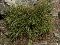 Asplenium septentrionale 4, Noordse streepvaren, Saxifraga-Willem van Kruijsbergen