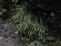 Asplenium septentrionale 6, Noordse streepvaren, Saxifraga-Rutger Barendse