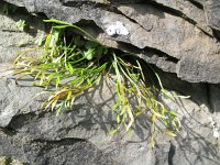 Asplenium septentrionale 7, Noordse streepvaren, Saxifraga-Rutger Barendse