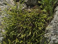 Asplenium septentrionale 8, Noordse streepvaren, Saxifraga-Jan van der Straaten