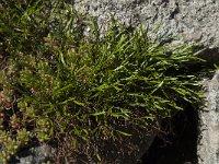 Asplenium septentrionale 9, Noordse streepvaren, Saxifraga-Willem van Kruijsbergen