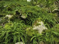 Asplenium trichomanes 15, Steenbreekvaren, Saxifraga-Rob Felix : Plantae, Plants, Project Natuurbalans, planten