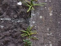 Asplenium trichomanes 44, Steenbreekvaren, Saxifraga--Luuk Vermeer