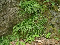 Asplenium trichomanes 50, Steenbreekvaren, Saxifraga-Hans Grotenhuis