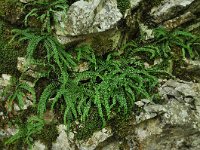 Asplenium trichomanes ssp hastatum 47, Saxifraga-Harry Jans