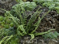 Asplenium trichomanes 1, Steenbreekvaren, Saxifraga-Willem van Kruijsbergen