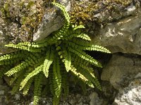 Asplenium trichomanes 10, Steenbreekvaren, Saxifraga-Jan van der Straaten