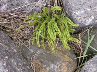 Asplenium trichomanes 11, Steenbreekvaren, Saxifraga-Peter Meininger